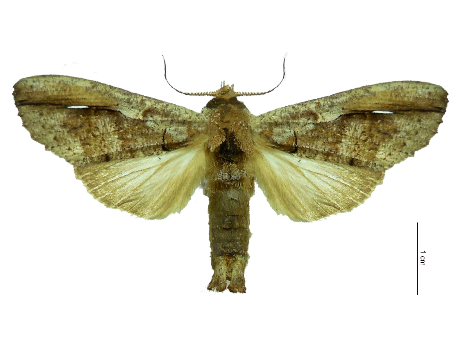 Bardaxima lucilinea Walker, 1858