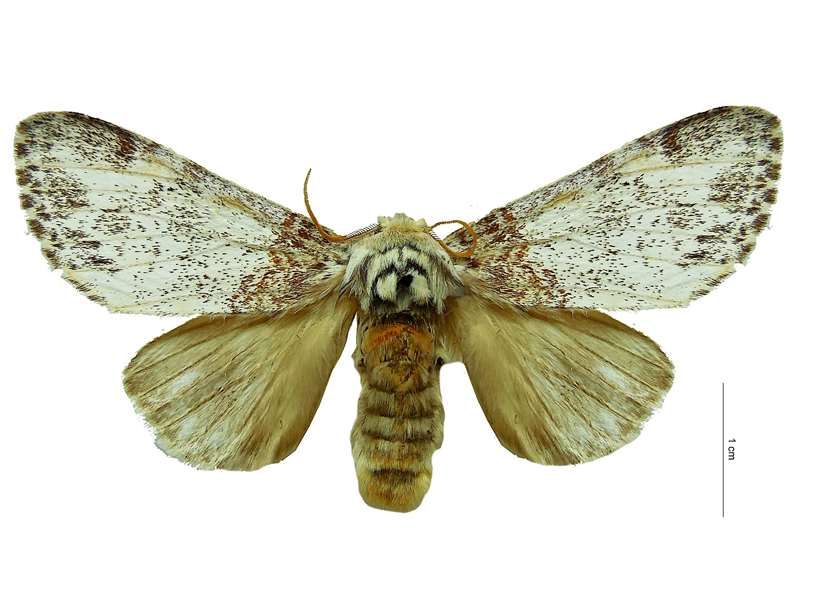 Boleza amazonica (Butler, 1878) 