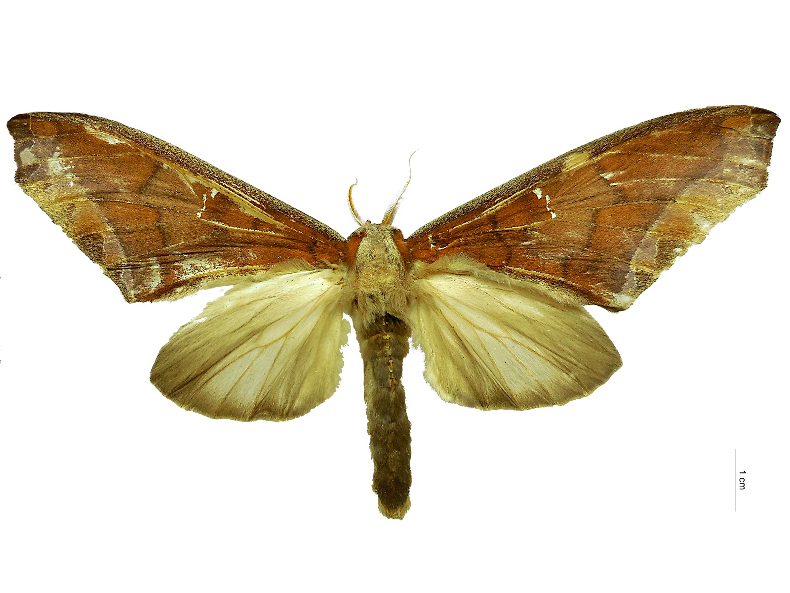 Colax apulus (Cramer, 1776) 