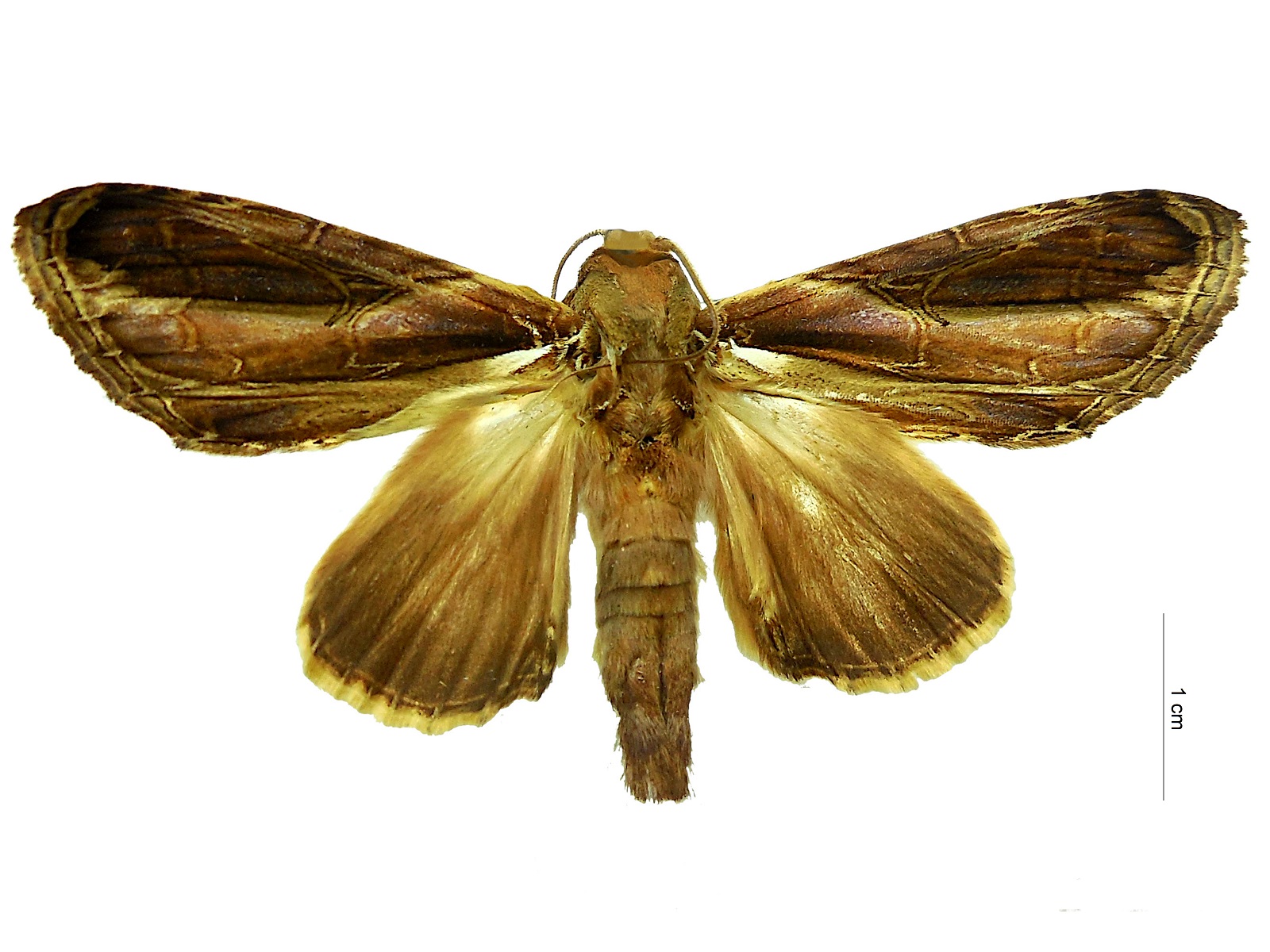 Draudtargia merita (Schaus, 1905) 
