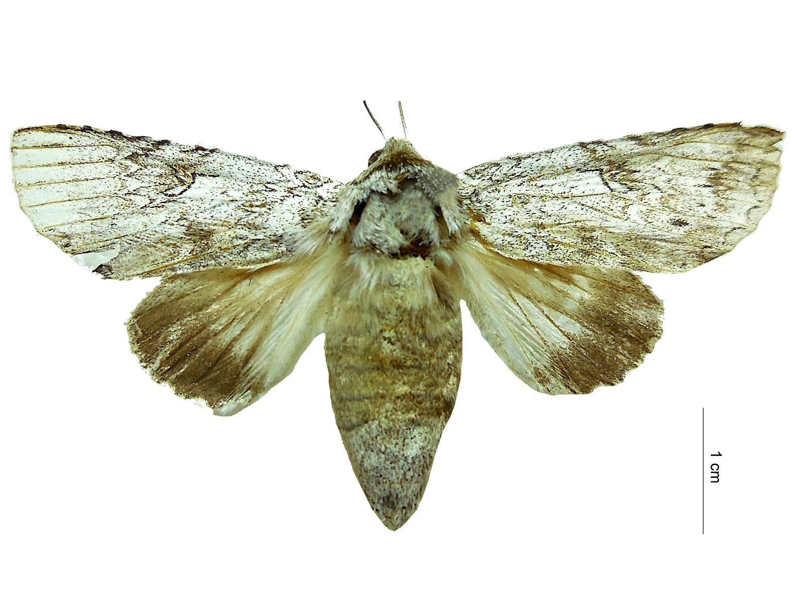 Ginaldia dissepta (Schaus, 1911) 