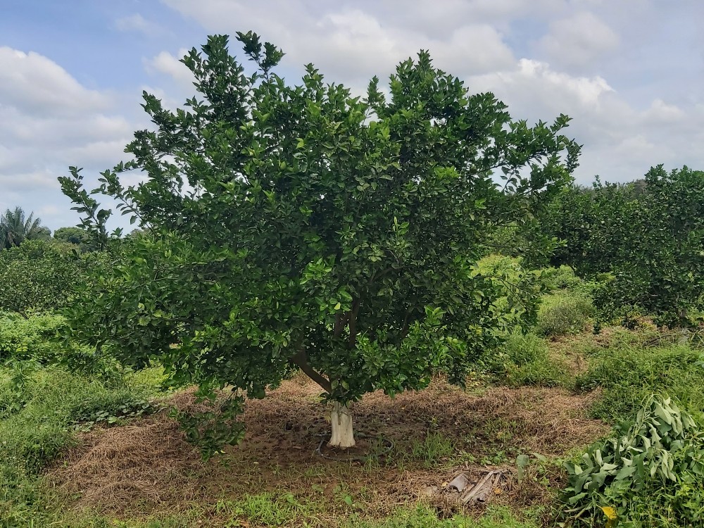 AGROSAVIA registra dos nuevos clones de naranja margarita para la región Caribe