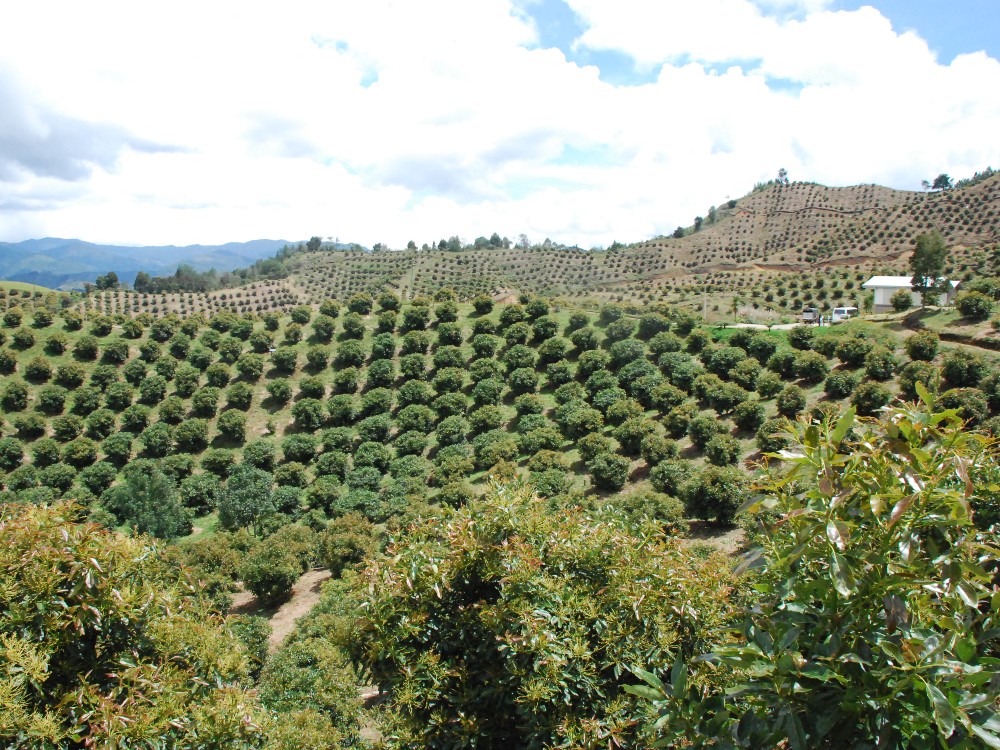 Área Búfer San Vicente AGROSAVIA