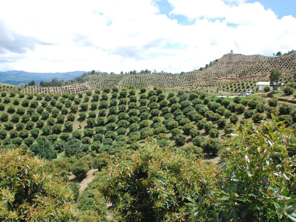 Área Búfer San Vicente AGROSAVIA