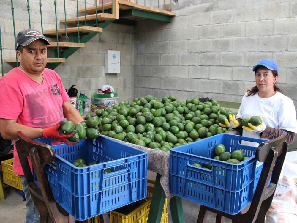 Área Búfer San Vicente2 AGROSAVIA