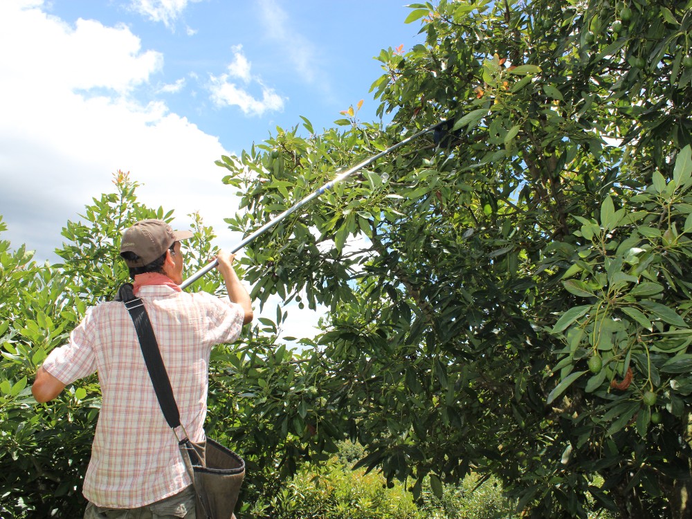 Productores de aguacate Hass, de San Vicente Ferrer, 
consolidaron una Zona Buffer Asociativa que les permitirá exportar, entre otras, a los Estados Unidos