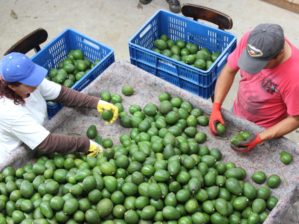 Área Búfer San Vicente4 AGROSAVIA