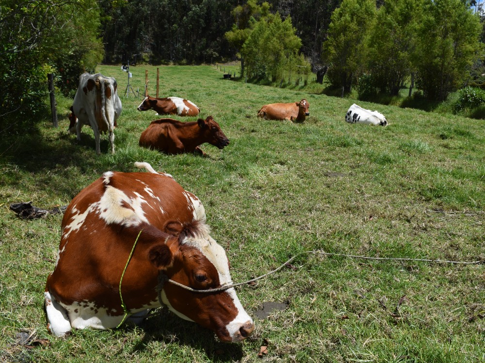 Ganaderos de Cundinamarca le apuestan a los árboles nativos en sistemas silvopastoriles para mejorar su producción láctea y disminuir la emisión de gases efecto invernadero