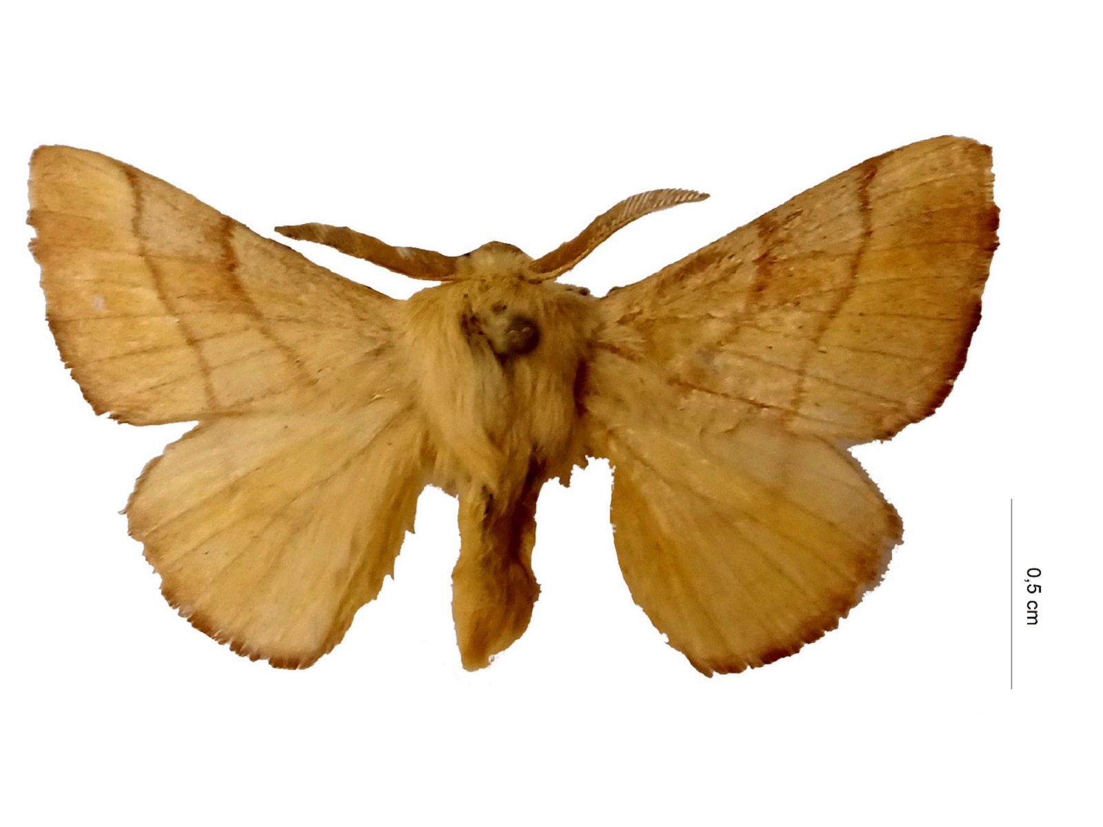 Malacosoma neustria (Linnaeus, 1758) 