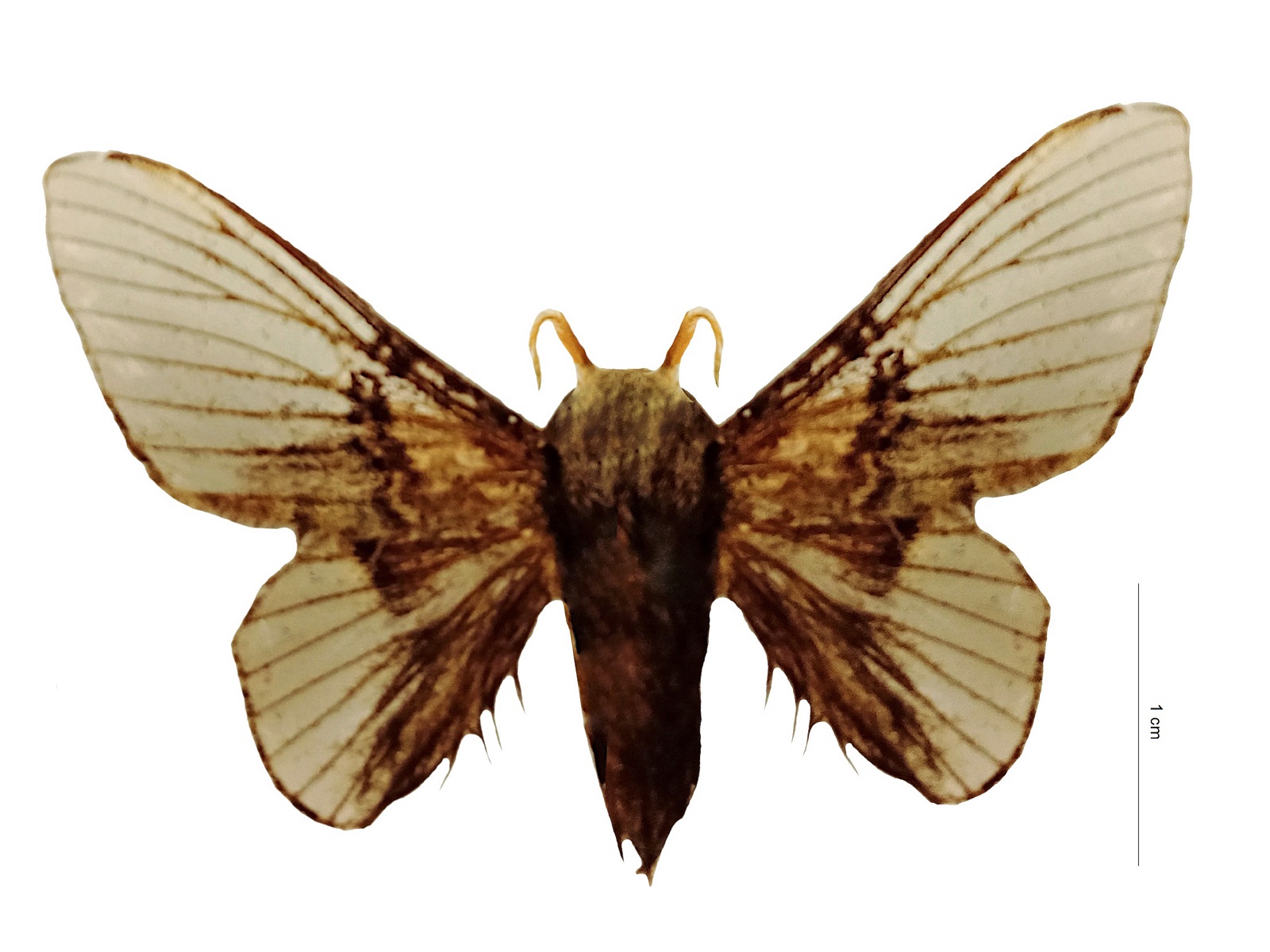 Euglyphis hyalescens Schaus, 1936