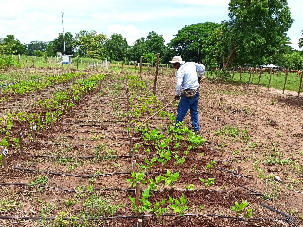 Colombia en el top 3 en el eje continental por calidad e impacto de dos proyectos de AGROSAVIA