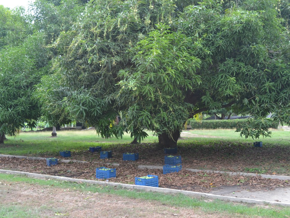AGROSAVIA liderará proyecto financiado con recursos de regalías que beneficiará a productores de mango en el Magdalena