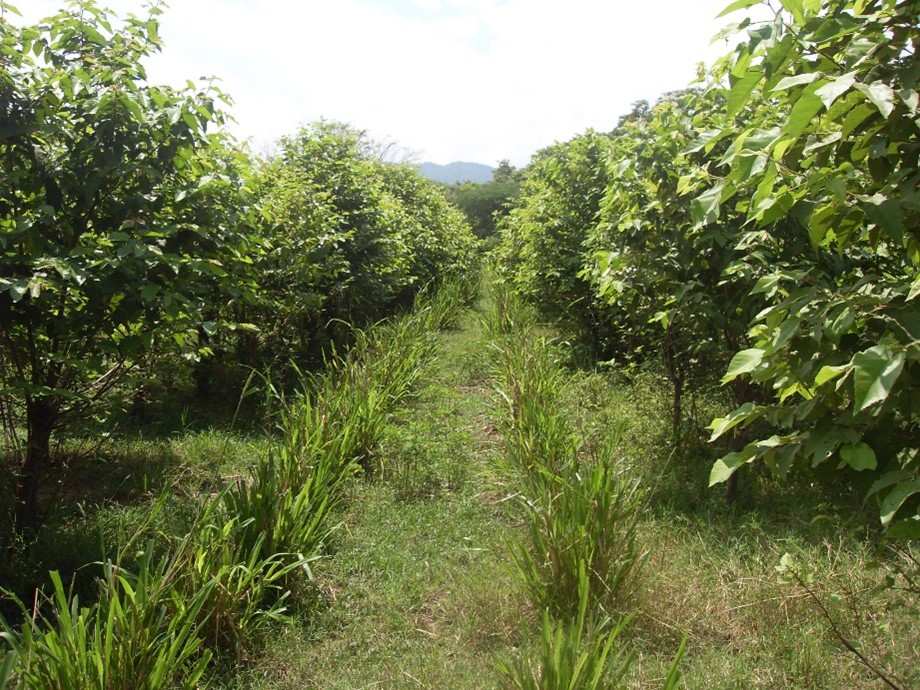 Arreglo silvopastoril de totumo, leucaena y guácimo para producción de carne caprina.