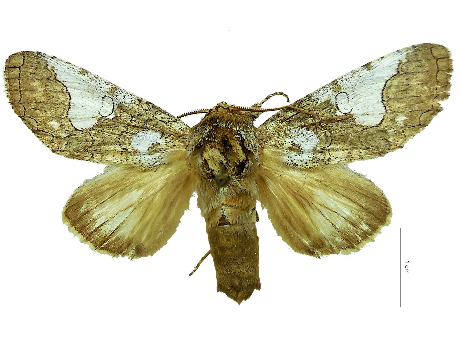 Goodgeria apella (Schaus, 1892) 