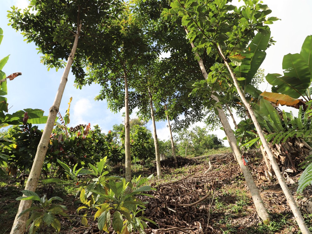 AGROSAVIA Presenta Avances En Proyecto Para Cacao, En Alianza Con CATIE Y Kolfaci AGROSAVIA