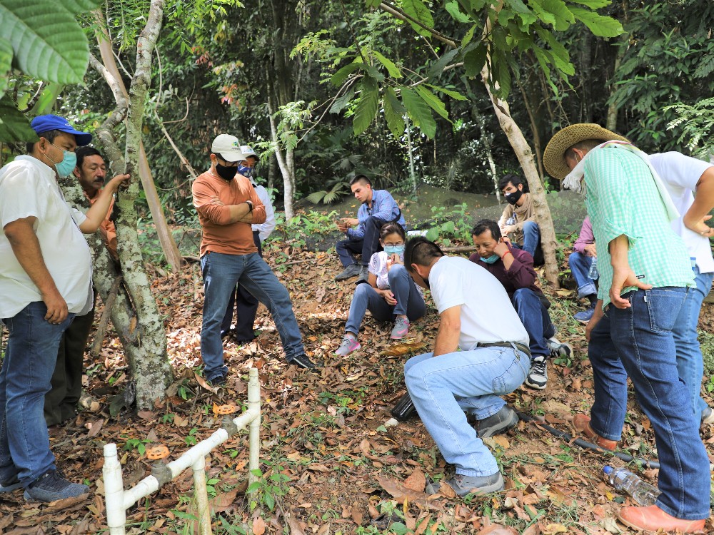 AGROSAVIA Presenta Avances En Proyecto Para Cacao, En Alianza Con CATIE Y Kolfaci2 AGROSAVIA
