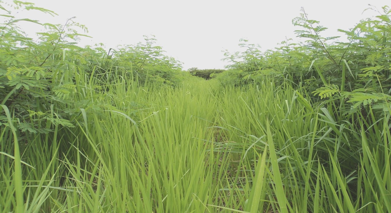 Sistema agrosilvopastoril para agroecosistemas ganaderos de producción doble propósito para el bajo Magdalena.