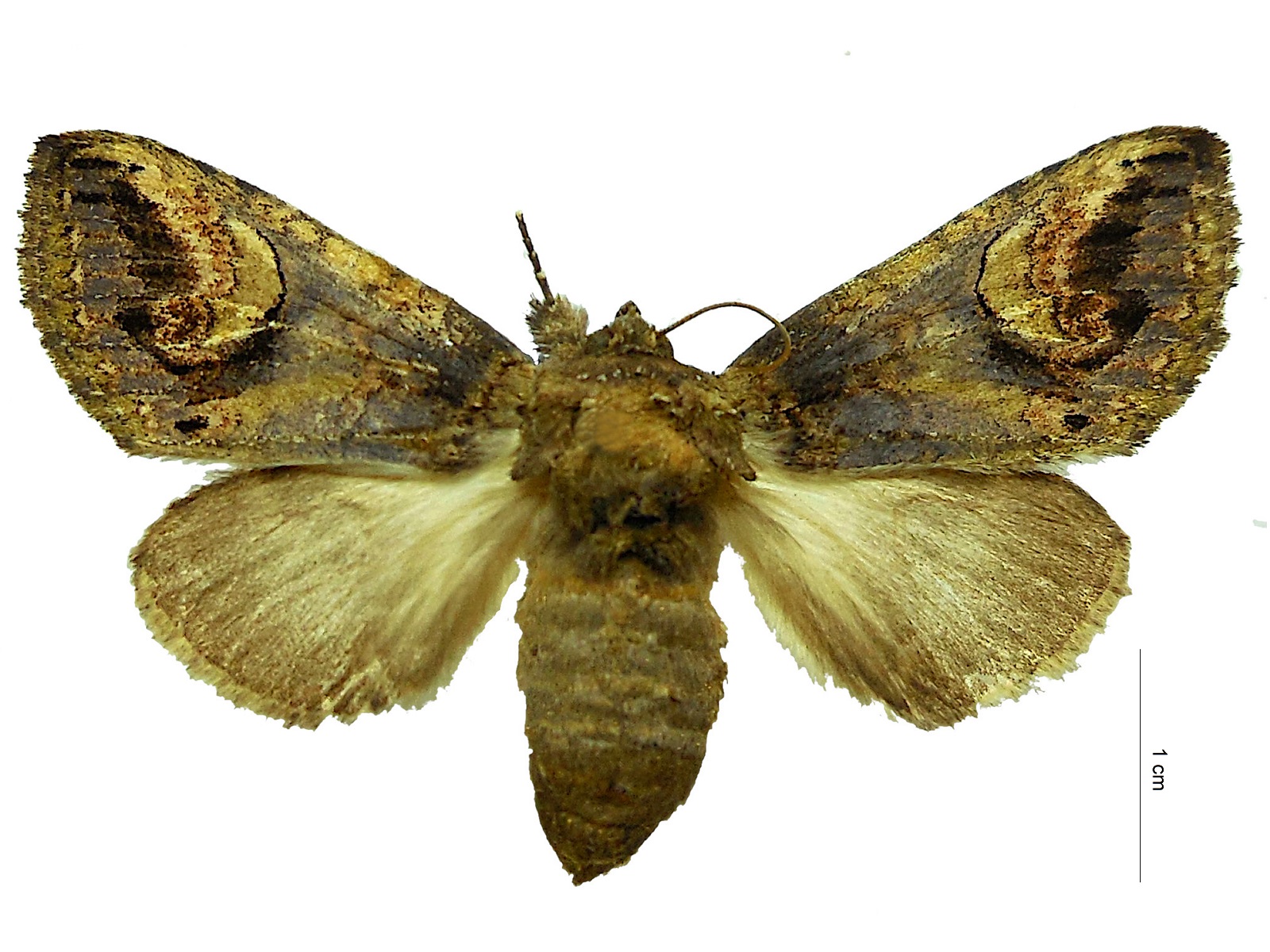 Heterocampa sp. 