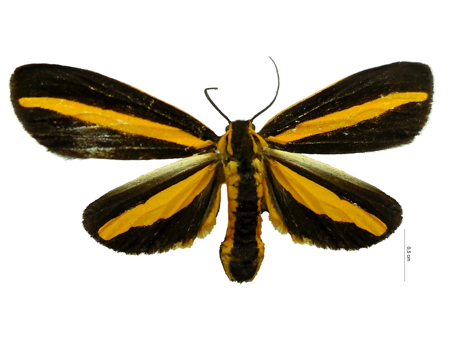 Josia gigantea (Druce, 1885) 