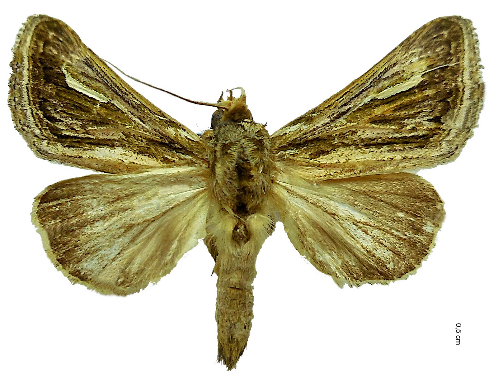 Lepasta bractea (Felder, 1874) 