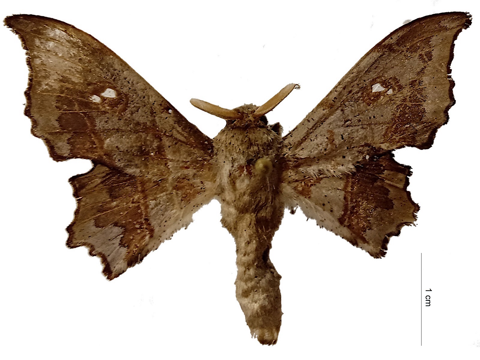Mimallo amilia聽(Cramer, 1780)