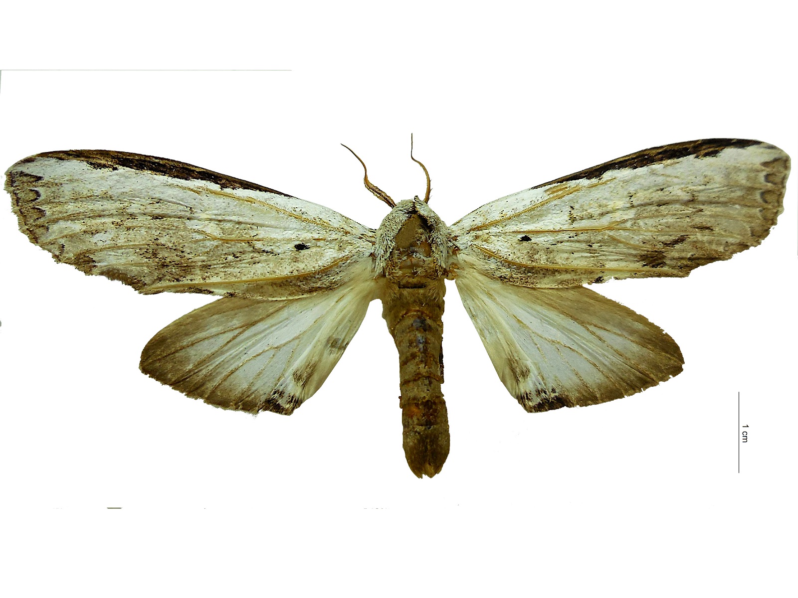 Lirimiris lignitecta Walker, 1865 