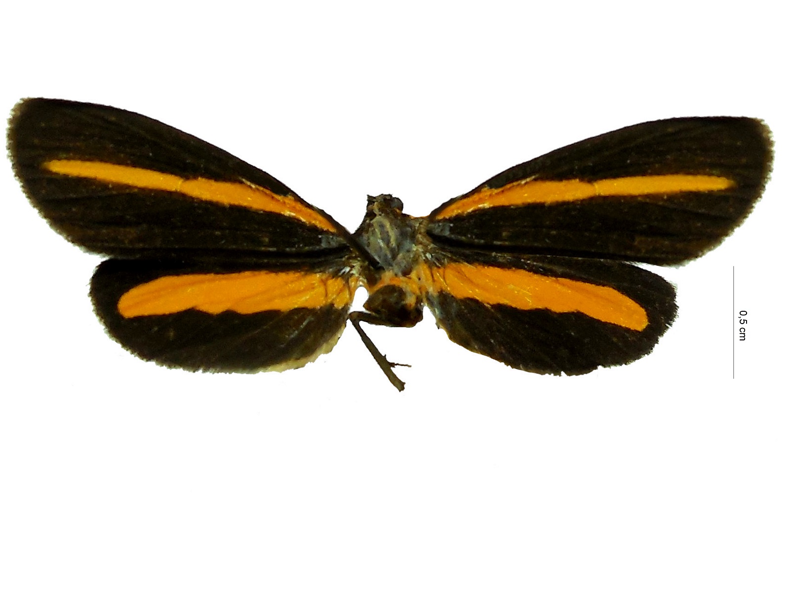 Lyces annulata Dognin, 1909 