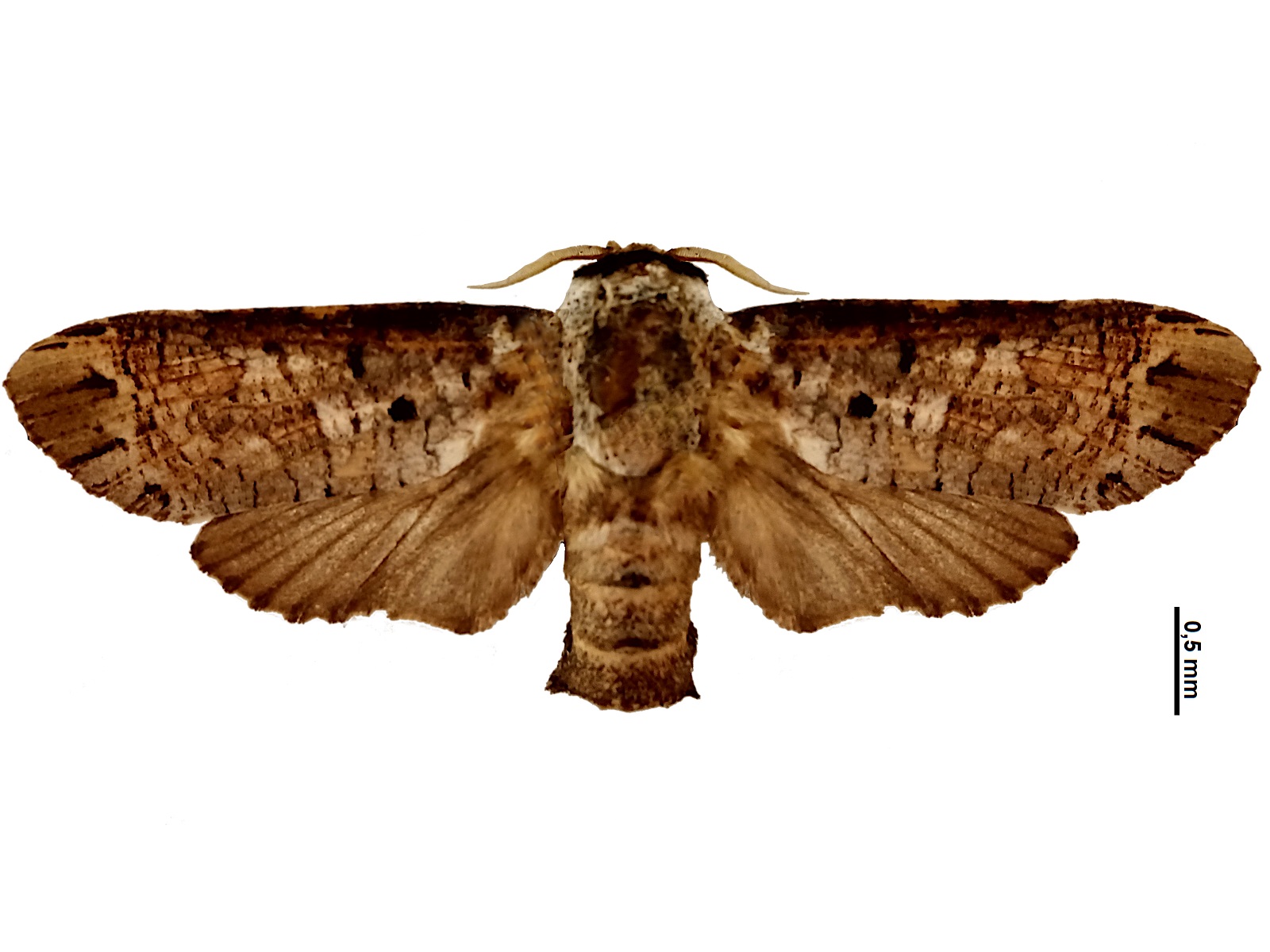 Cossula arpi (Schaus, 1901) 