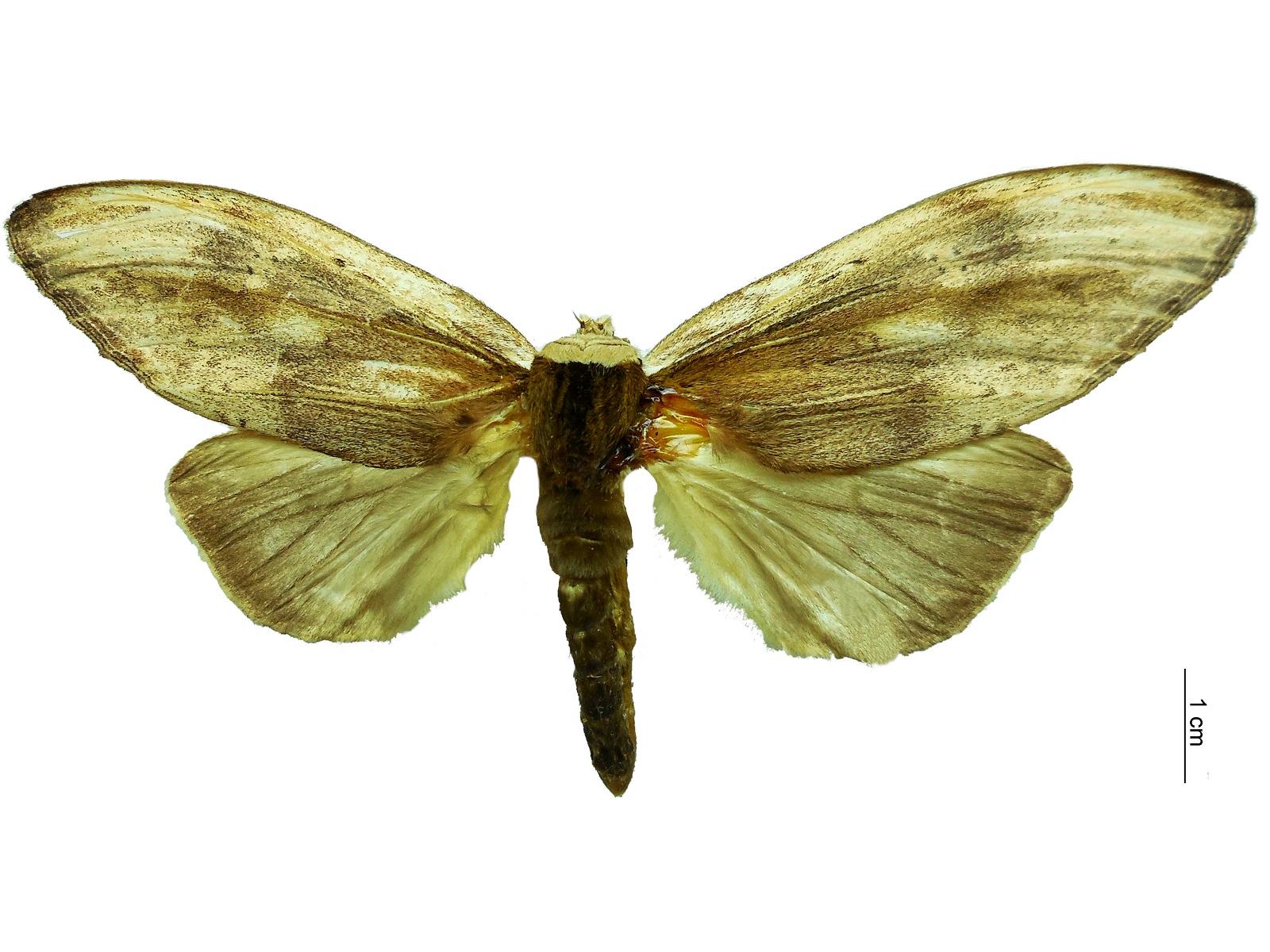 Truncaptera elongata (Schaus, 1905) 