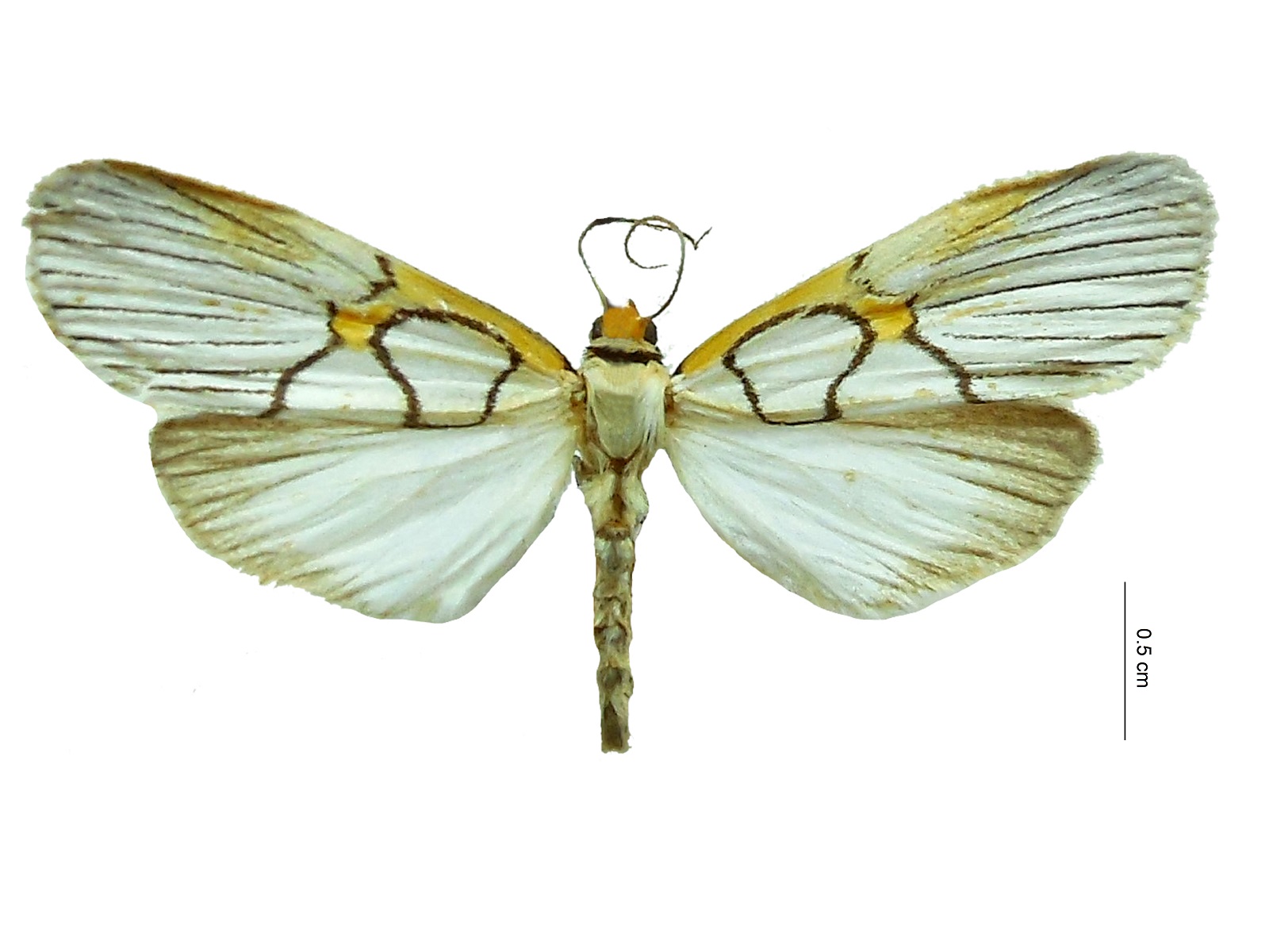 Scotura annulata (Guérin-Méneville, 1844) 