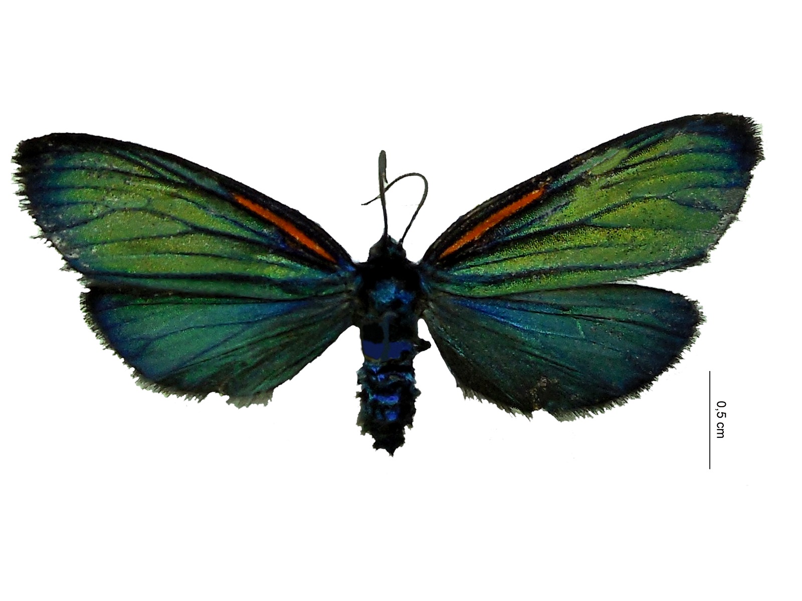 Scea necyria (C. Felder, R. Felder & Rogenhofer, 1875) 