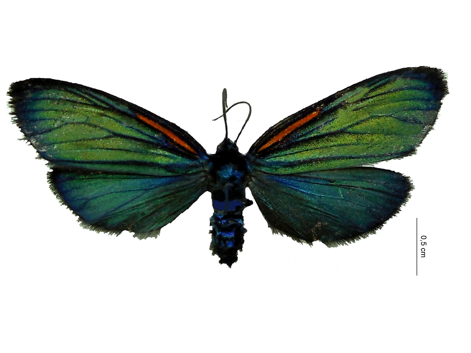 Scea necyria (C. Felder, R. Felder & Rogenhofer, 1875) 