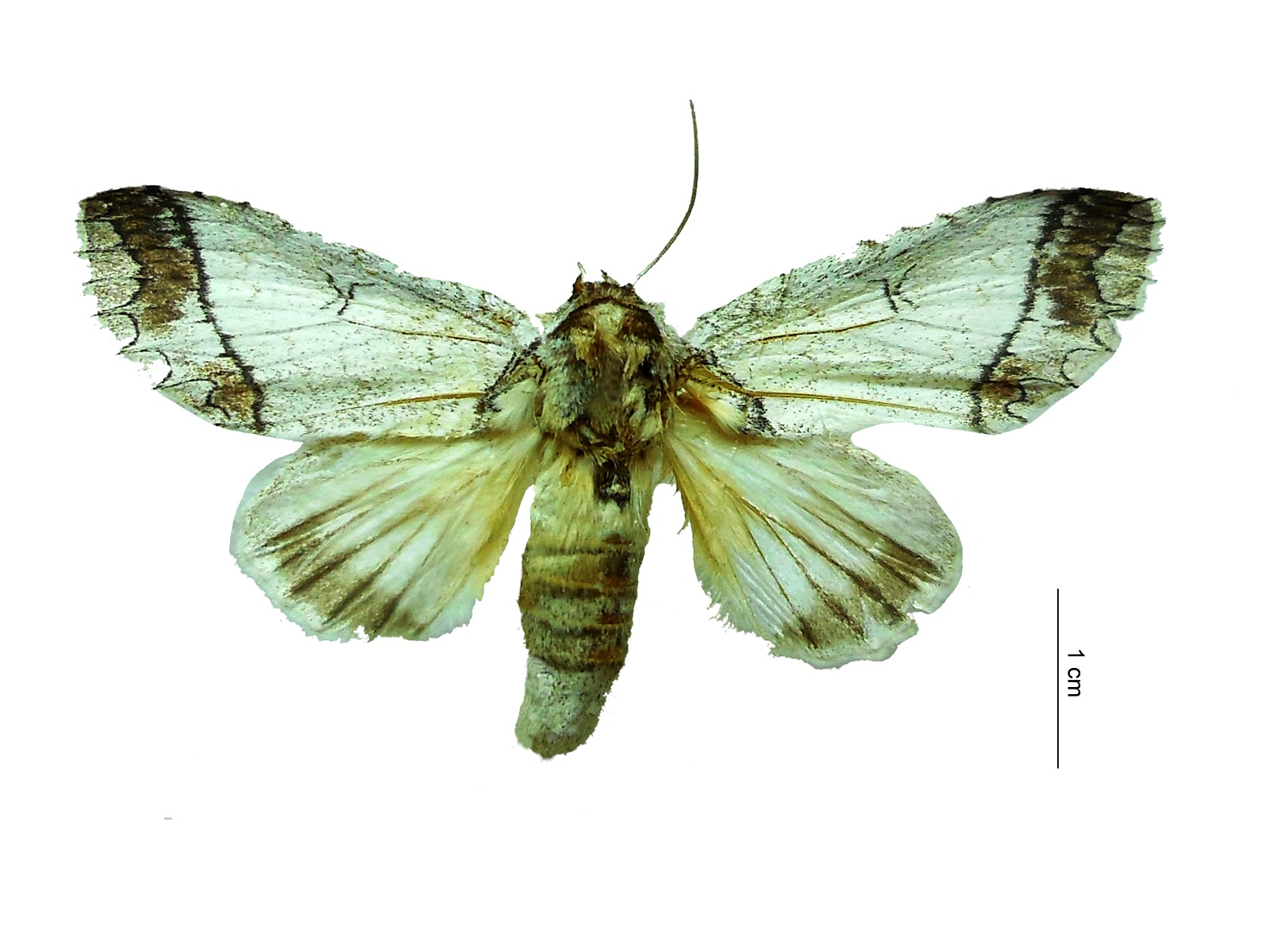 Rifargia lineata (Druce,1887) 