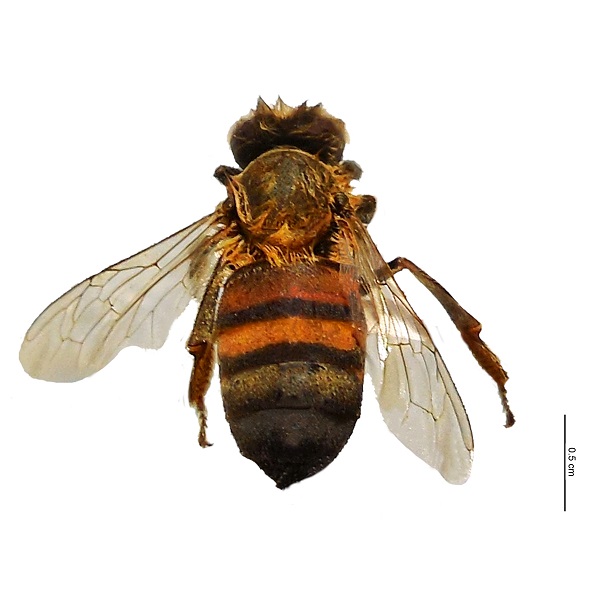 Apis Mellifera 616