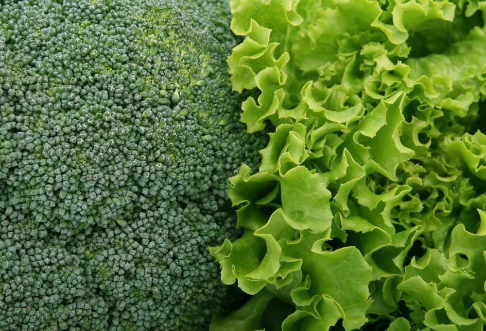 Ahora el brócoli y la lechuga se podrán transformar y consumir en polvo, como estrategia de aprovechamiento de los residuos agrícolas