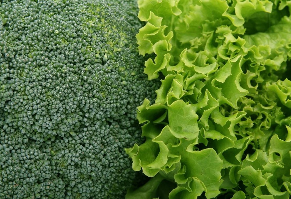 Brócoli Lechuga1 AGROSAVIA