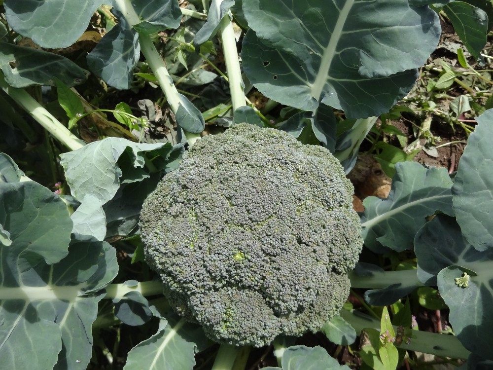 Brócoli AGROSAVIA