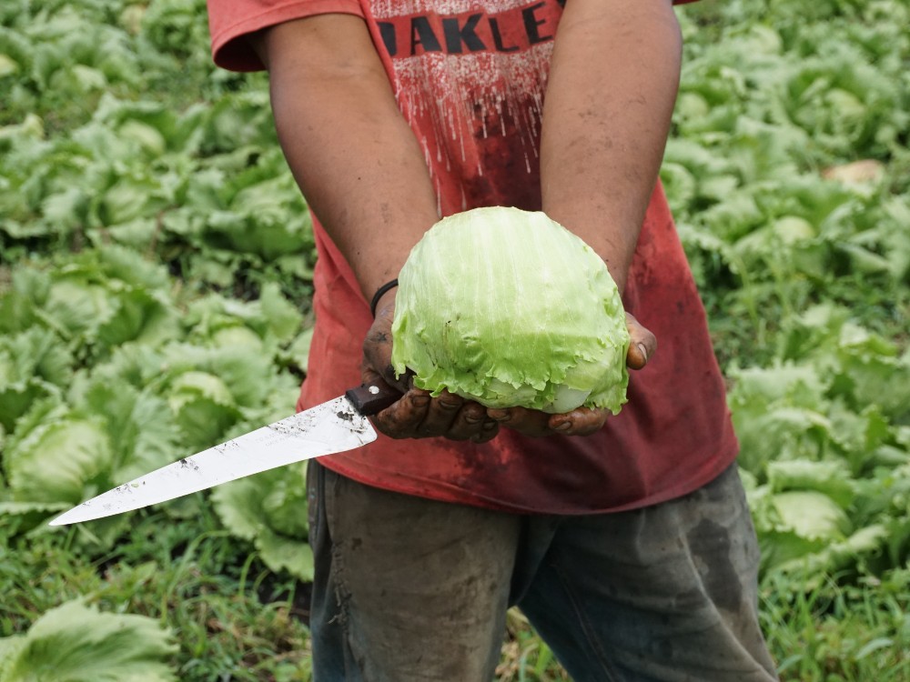 Cosecha De Lechuga AGROSAVIA