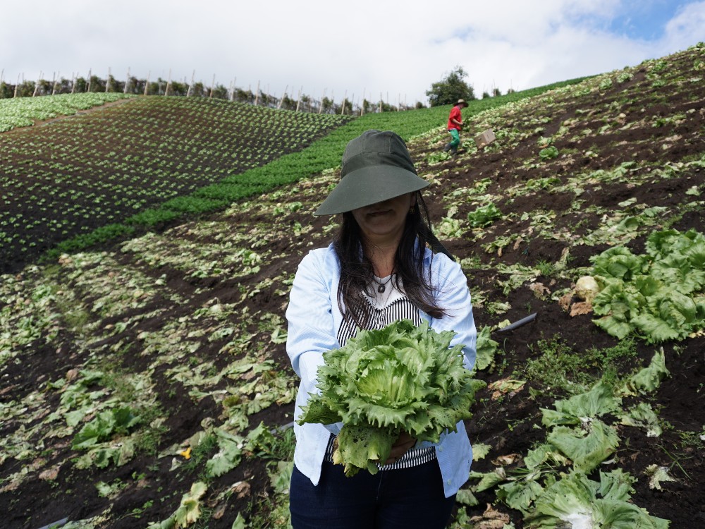 Lechuga AGROSAVIA