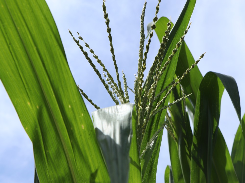 Producción de semilla de una nueva variedad de maíz: AGROSAVIA V-117 en El Carmen de Bolívar