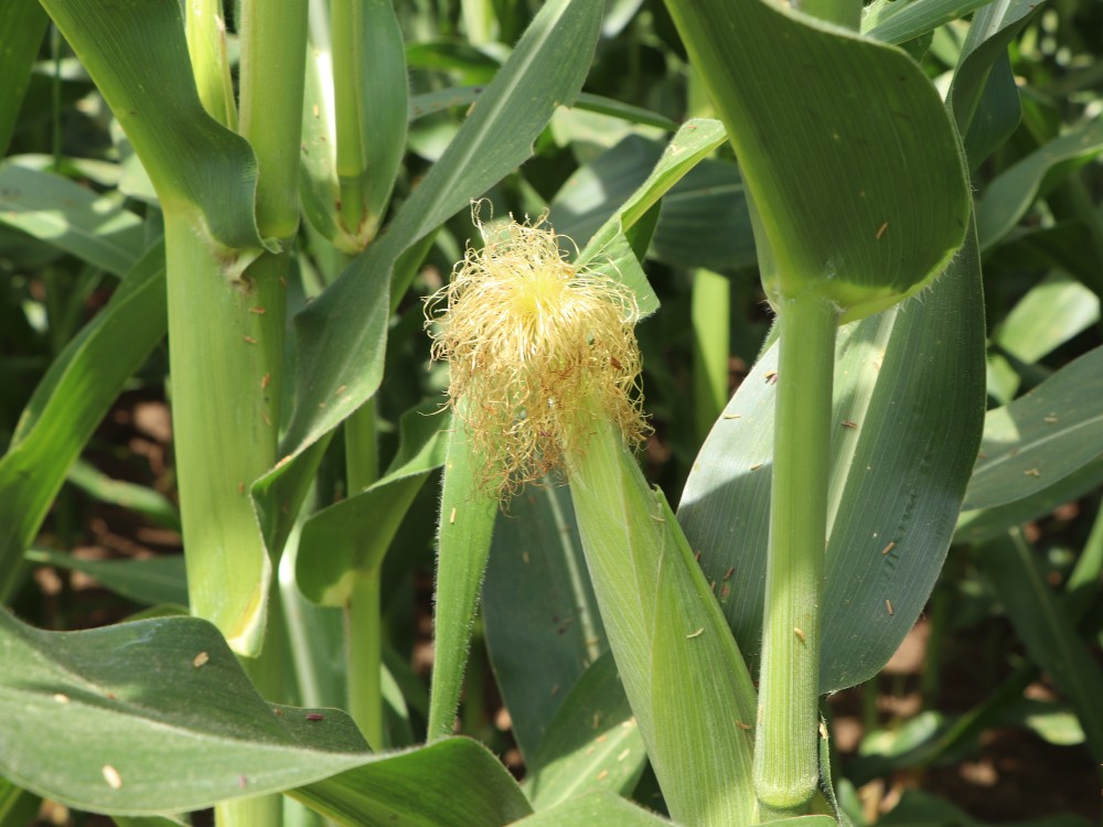Producción De Semilla De Una Nueva Variedad De Maíz AGROSAVIA V 117 En El Carmen De Bolívar2 AGROSAVIA