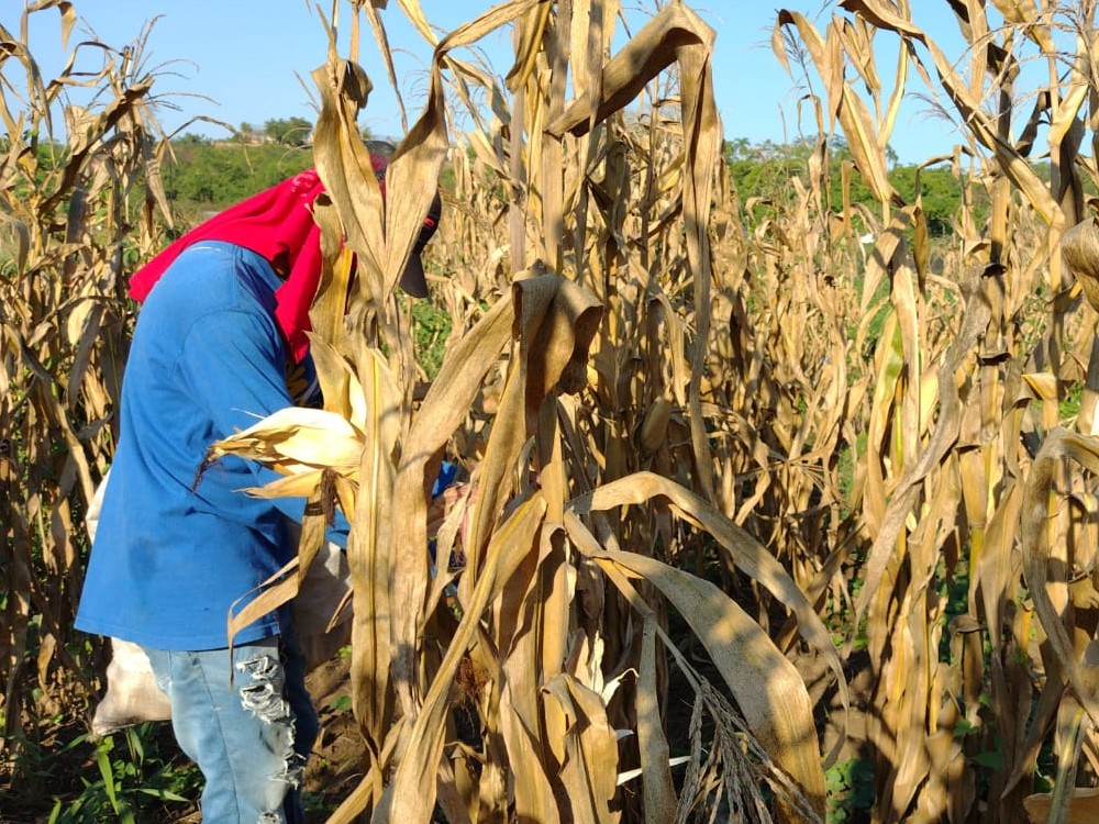 Producción De Semilla De Una Nueva Variedad De Maíz AGROSAVIA V 117 En El Carmen De Bolívar3 AGROSAVIA