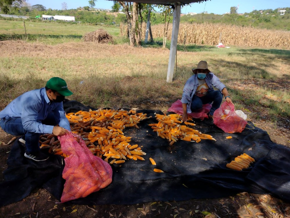 Producción De Semilla De Una Nueva Variedad De Maíz AGROSAVIA V 117 En El Carmen De Bolívar4 AGROSAVIA