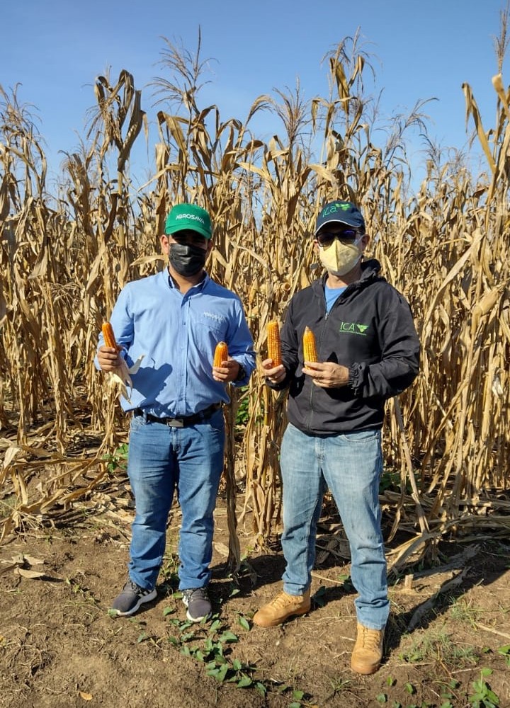 Producción De Semilla De Una Nueva Variedad De Maíz AGROSAVIA V 117 En El Carmen De Bolívar5 AGROSAVIA