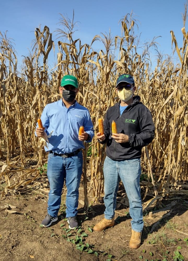 Producción De Semilla De Una Nueva Variedad De Maíz AGROSAVIA V 117 En El Carmen De Bolívar5 AGROSAVIA