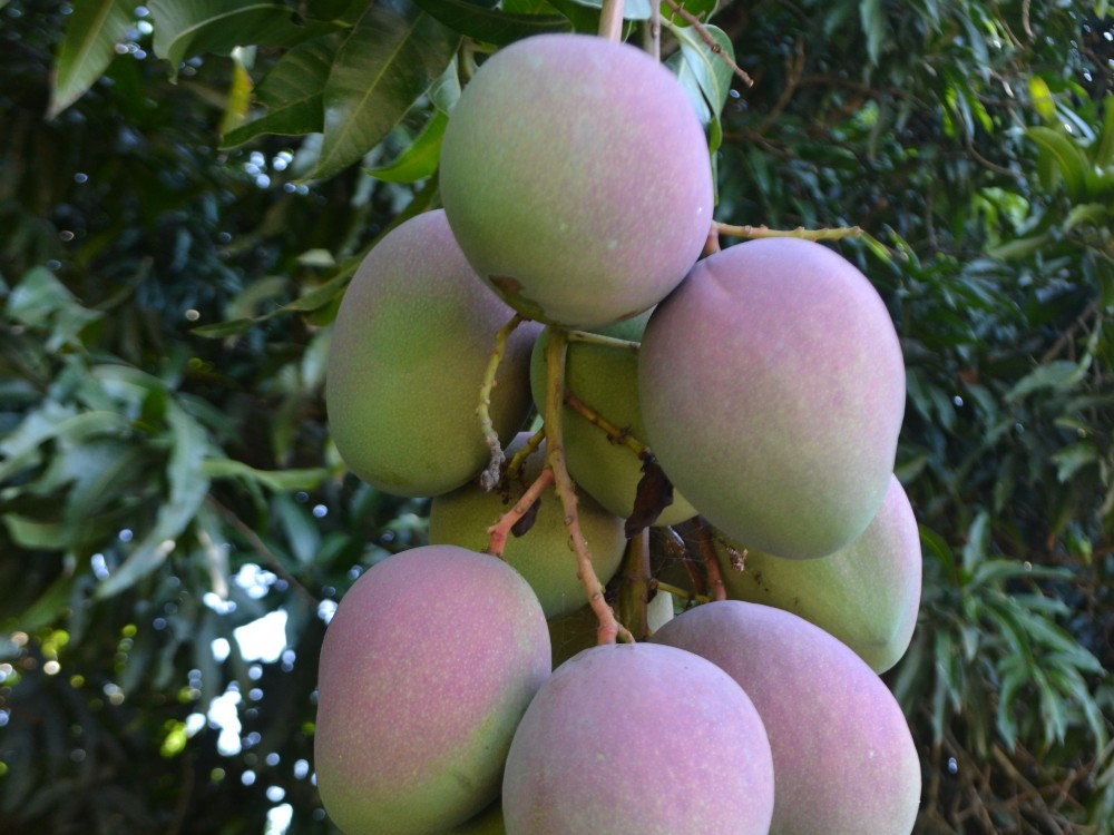 La antracnosis no será más un problema incontrolable para los productores de mango