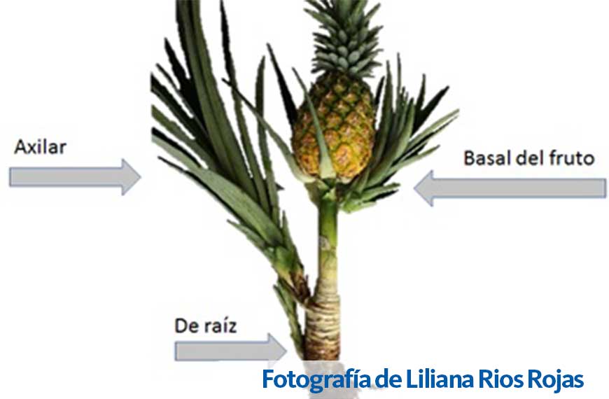 Web Liliana Rกos Rojas 1