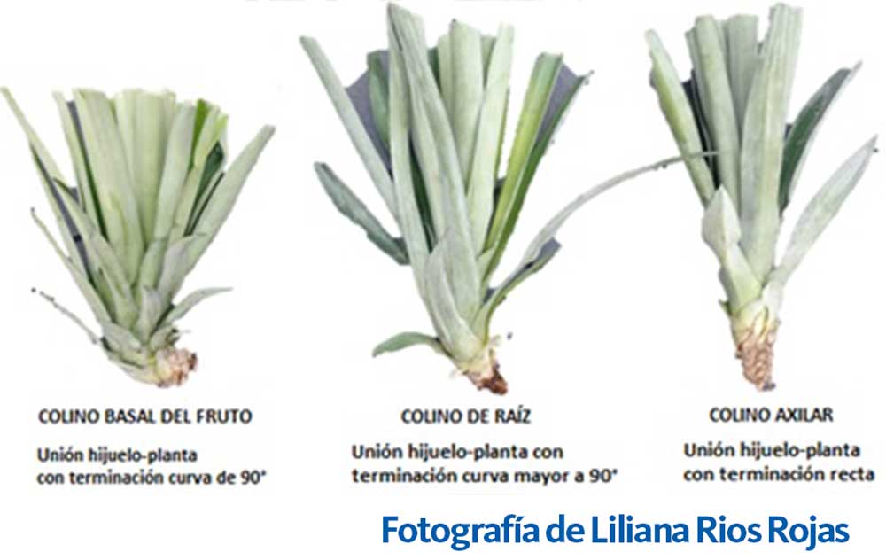 Web Liliana Rกos Rojas 2
