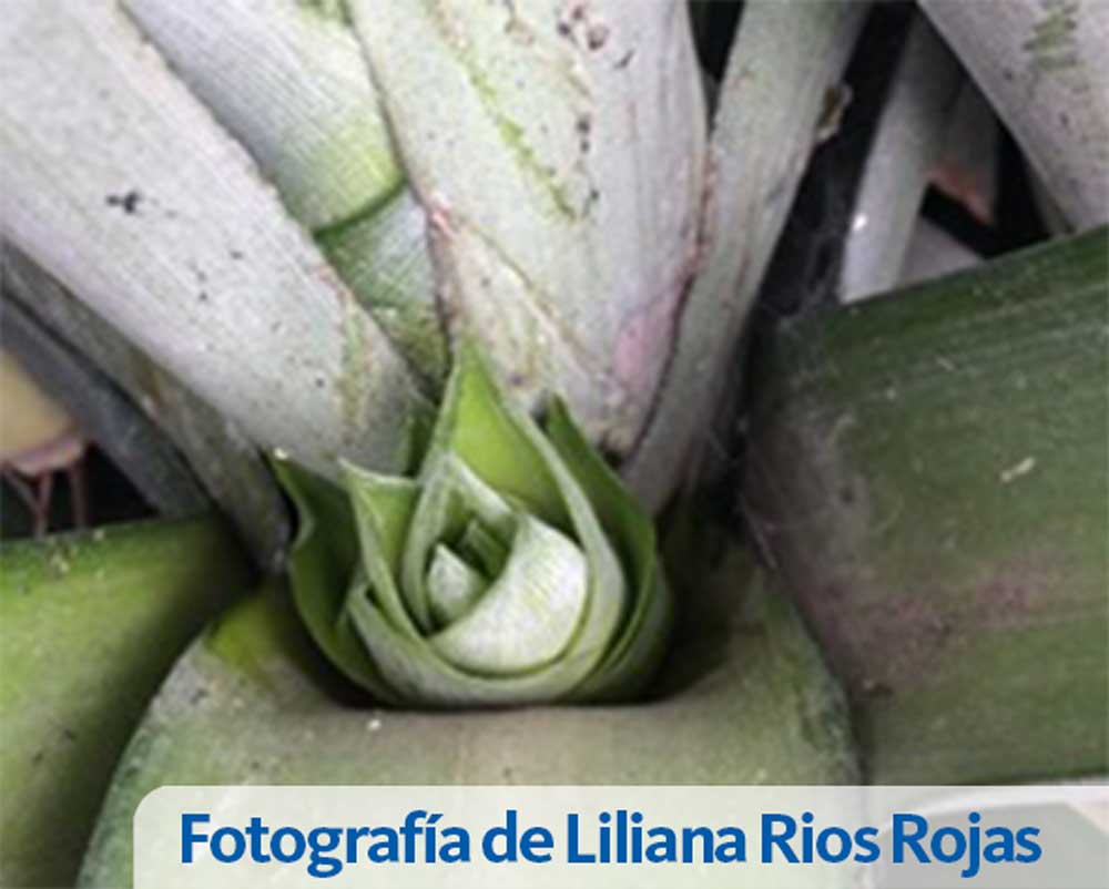 Web Liliana Rกos Rojas 4