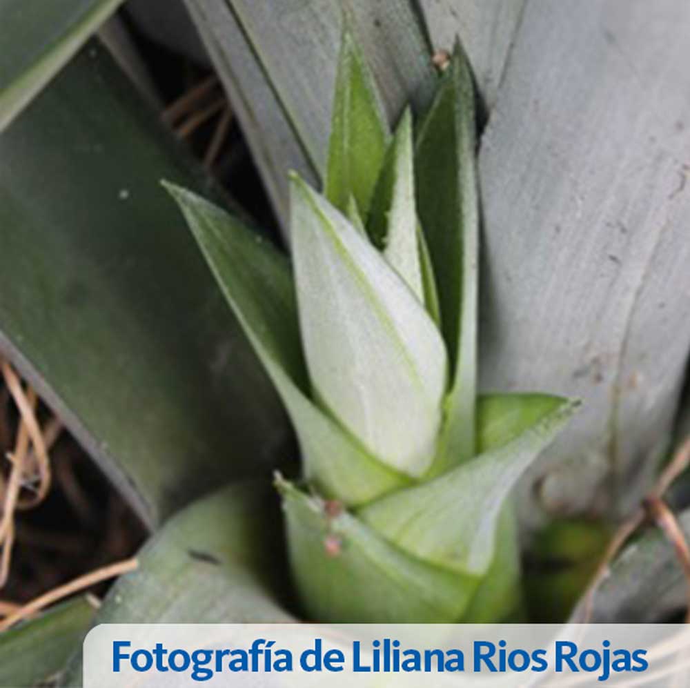 Web Liliana Rกos Rojas 5